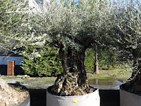 Olea europea