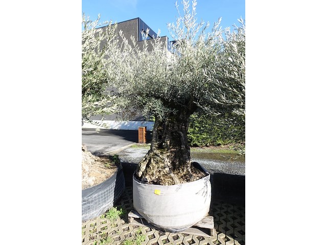 Olea europea - afbeelding 2 van  2