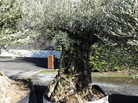 Olea europea - afbeelding 2 van  2