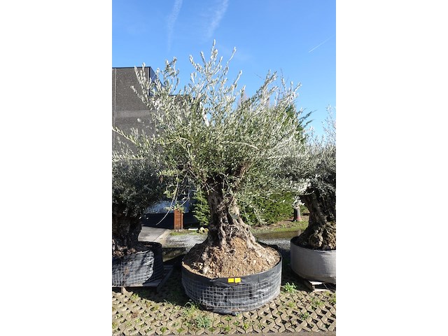 Olea europea - afbeelding 1 van  2