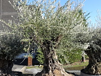 Olea europea