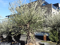 Olea europea - afbeelding 2 van  2