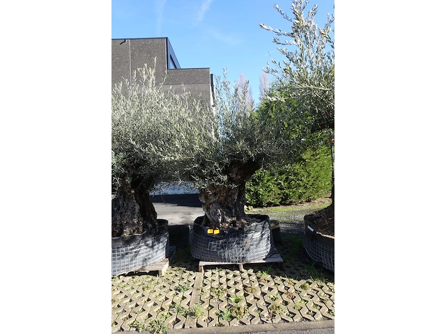 Olea europea - afbeelding 1 van  2