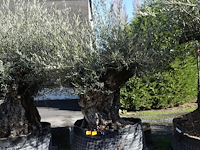 Olea europea - afbeelding 1 van  2