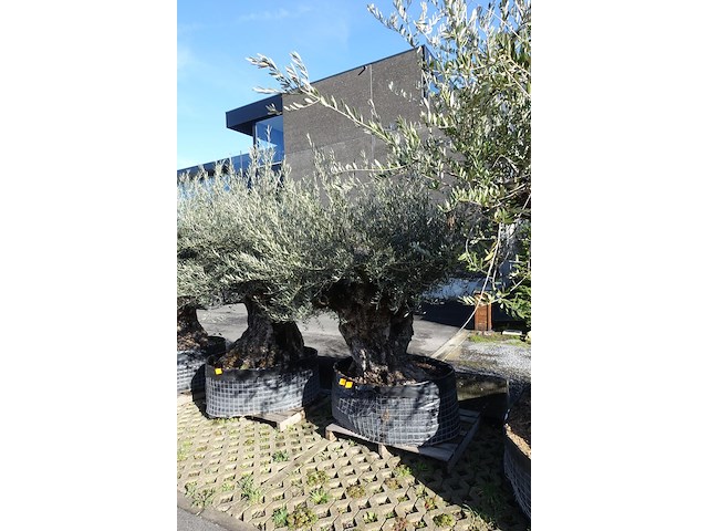 Olea europea - afbeelding 2 van  2