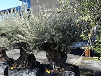 Olea europea - afbeelding 2 van  2