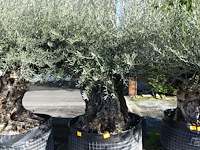 Olea europea