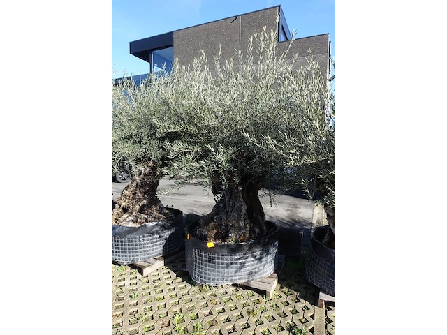 Olea europea - afbeelding 2 van  2