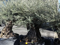 Olea europea - afbeelding 2 van  2