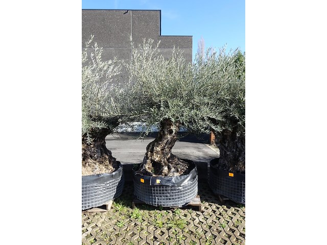 Olea europea - afbeelding 1 van  2