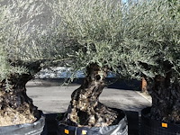 Olea europea