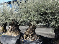 Olea europea - afbeelding 2 van  2