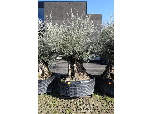 Olea europea - afbeelding 1 van  2
