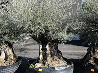 Olea europea