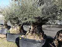 Olea europea - afbeelding 2 van  2