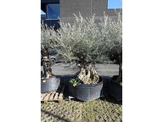 Olea europea - afbeelding 1 van  2