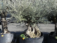Olea europea