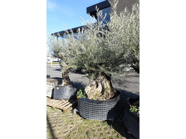 Olea europea - afbeelding 2 van  2