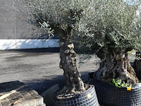 Olea europea - afbeelding 2 van  2