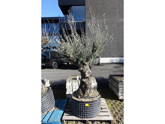 Olea europea - afbeelding 1 van  2