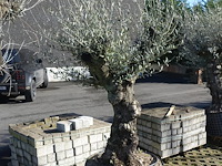 Olea europea - afbeelding 2 van  2