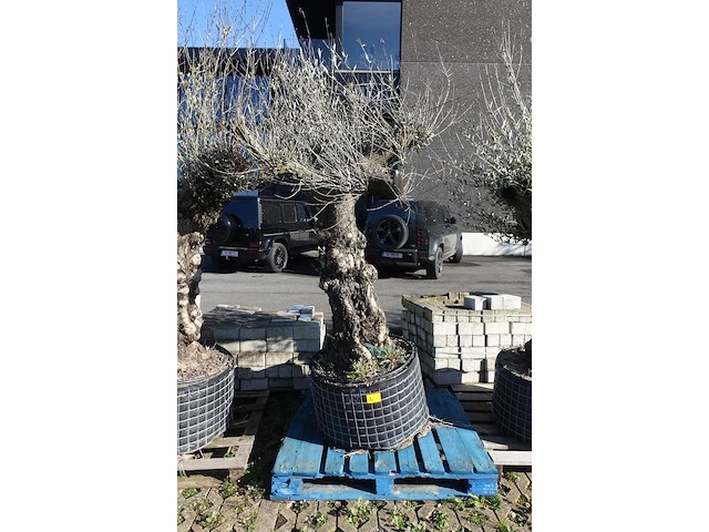 Olea europea - afbeelding 1 van  2