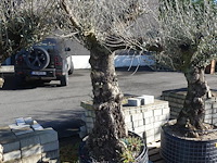 Olea europea - afbeelding 2 van  2