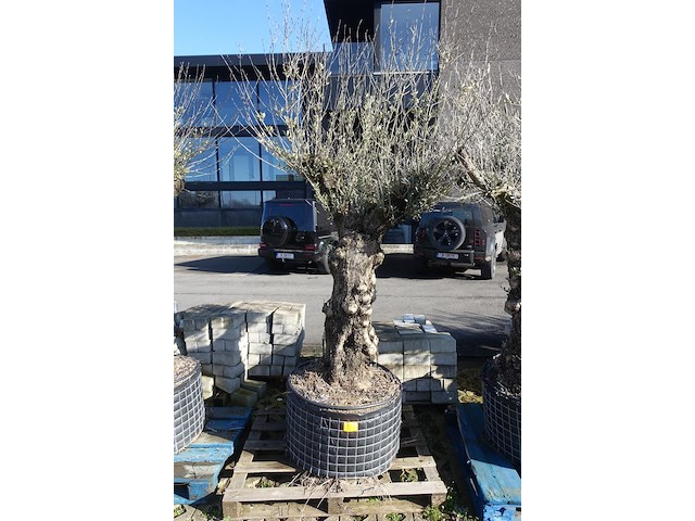 Olea europea - afbeelding 1 van  2