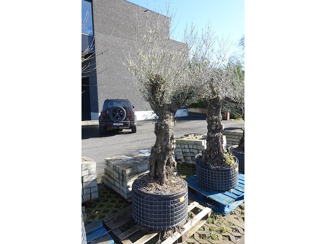 Olea europea - afbeelding 2 van  2