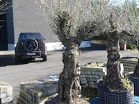 Olea europea - afbeelding 2 van  2