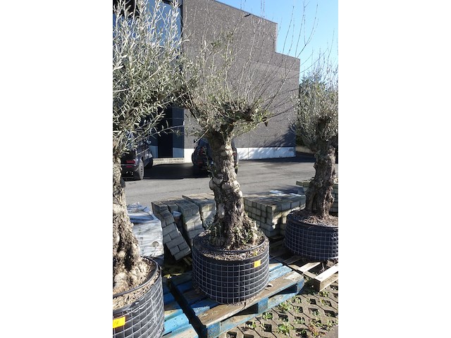 Olea europea - afbeelding 2 van  2
