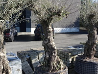 Olea europea - afbeelding 2 van  2