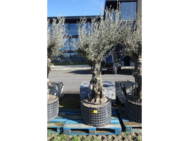Olea europea - afbeelding 1 van  2
