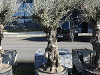 Olea europea - afbeelding 1 van  2