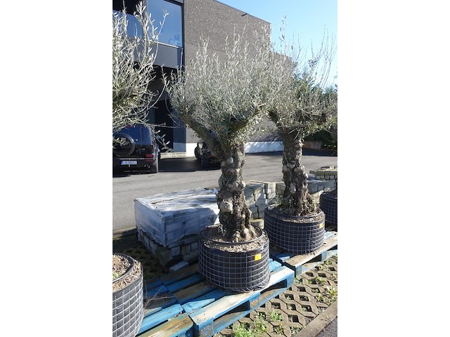 Olea europea - afbeelding 2 van  2