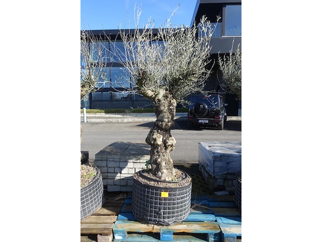 Olea europea - afbeelding 1 van  2
