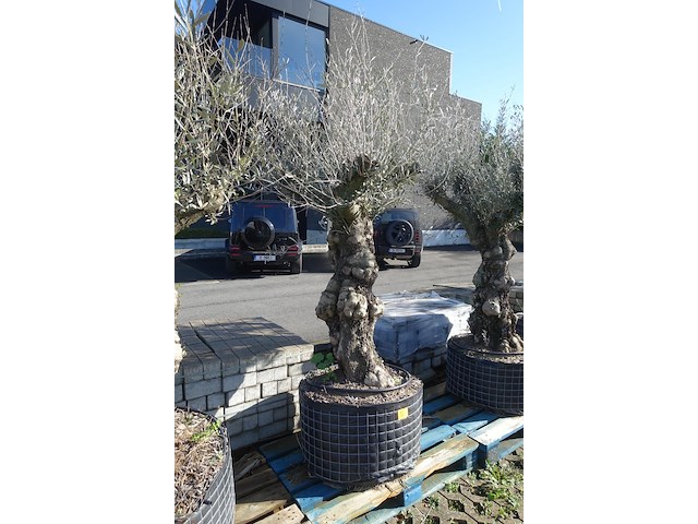 Olea europea - afbeelding 2 van  2