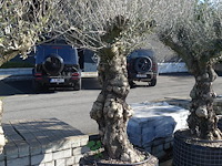 Olea europea - afbeelding 2 van  2