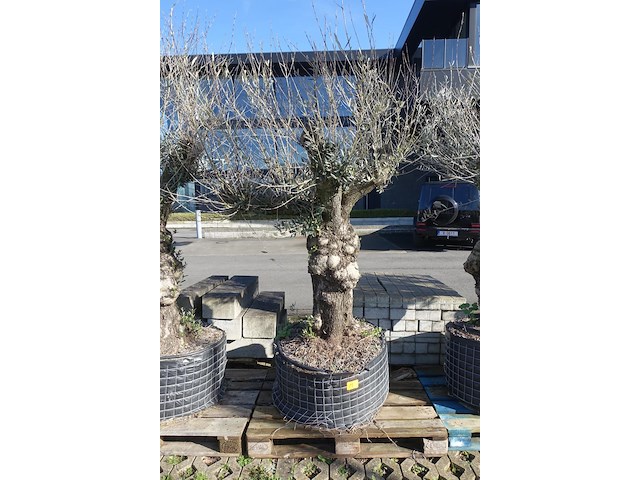 Olea europea - afbeelding 1 van  2