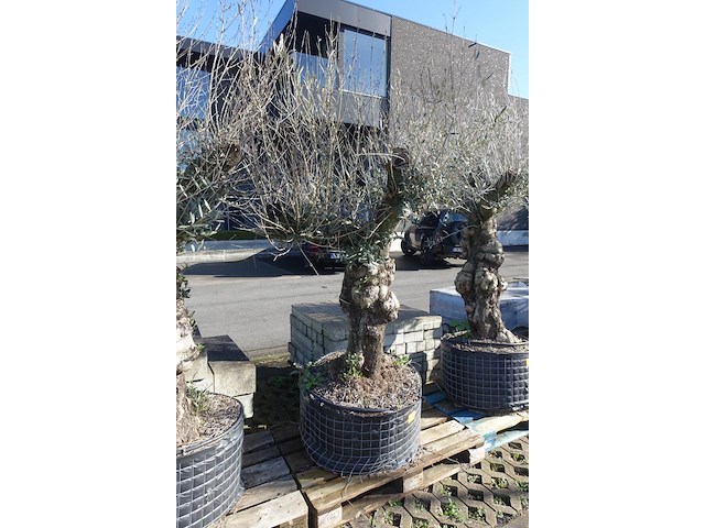 Olea europea - afbeelding 2 van  2