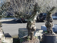 Olea europea - afbeelding 2 van  2