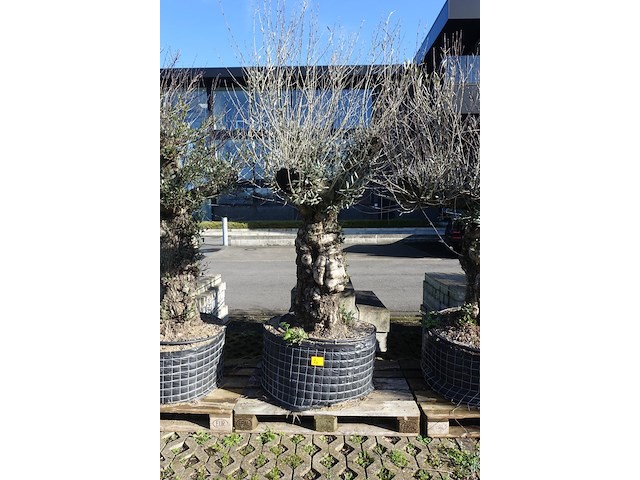 Olea europea - afbeelding 1 van  2