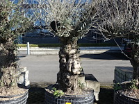 Olea europea - afbeelding 1 van  2