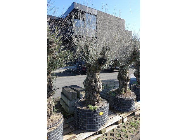 Olea europea - afbeelding 2 van  2