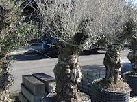 Olea europea - afbeelding 2 van  2