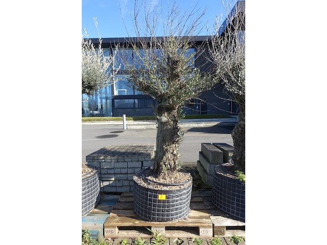 Olea europea - afbeelding 1 van  1