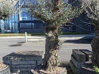 Olea europea - afbeelding 1 van  1