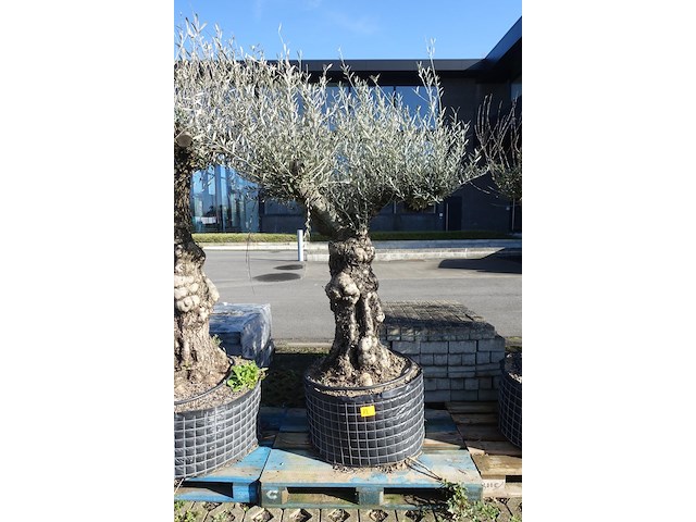 Olea europea - afbeelding 1 van  2