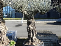 Olea europea