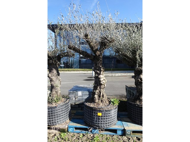 Olea europea - afbeelding 1 van  2